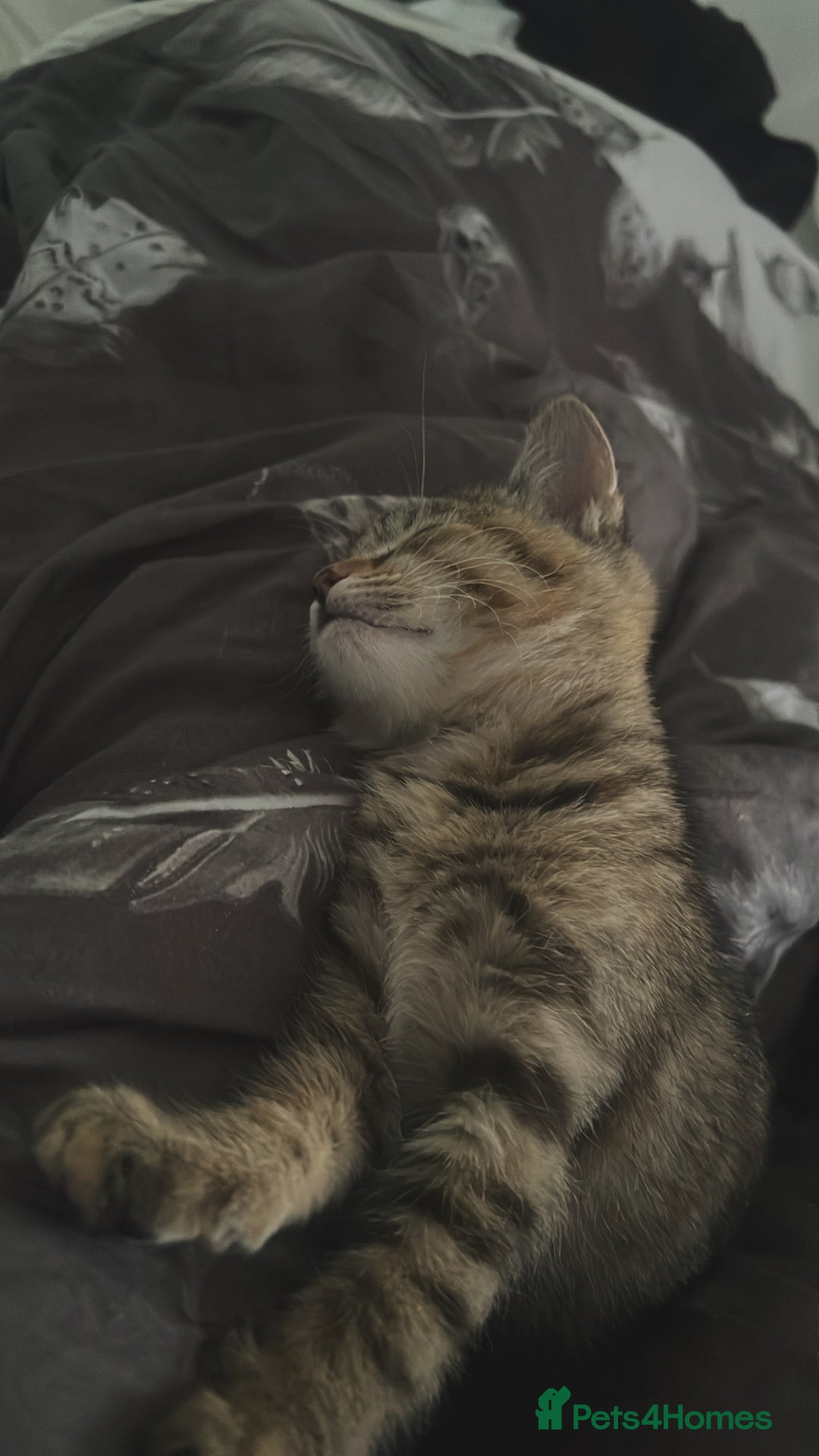 British Shorthair cats for sale: Pair of female kittens  - Image 2
