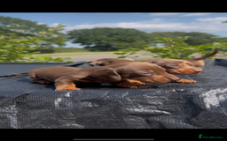 Miniature Dachshund dogs for sale: Dachund  - Image 5