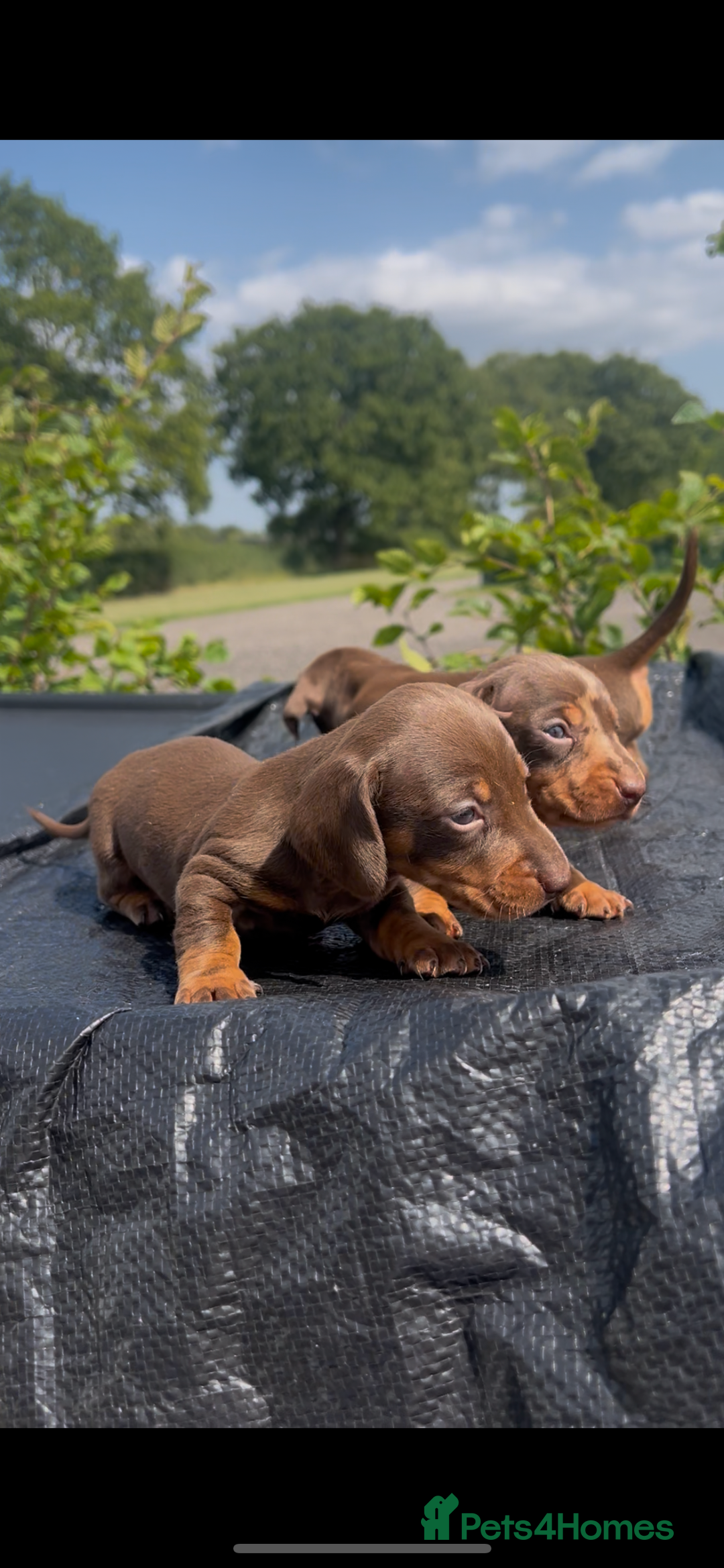 Miniature Dachshund dogs for sale: Dachund  - Image 5