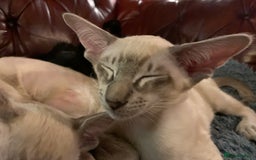 Siamese cats for sale: Blue tabby point and cinnamon tabby point boys - Image 10