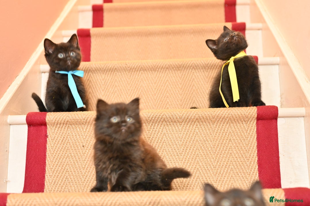 British Shorthair cats for sale: British Shorthair x Persian Kittens Available Now! - Advert 17