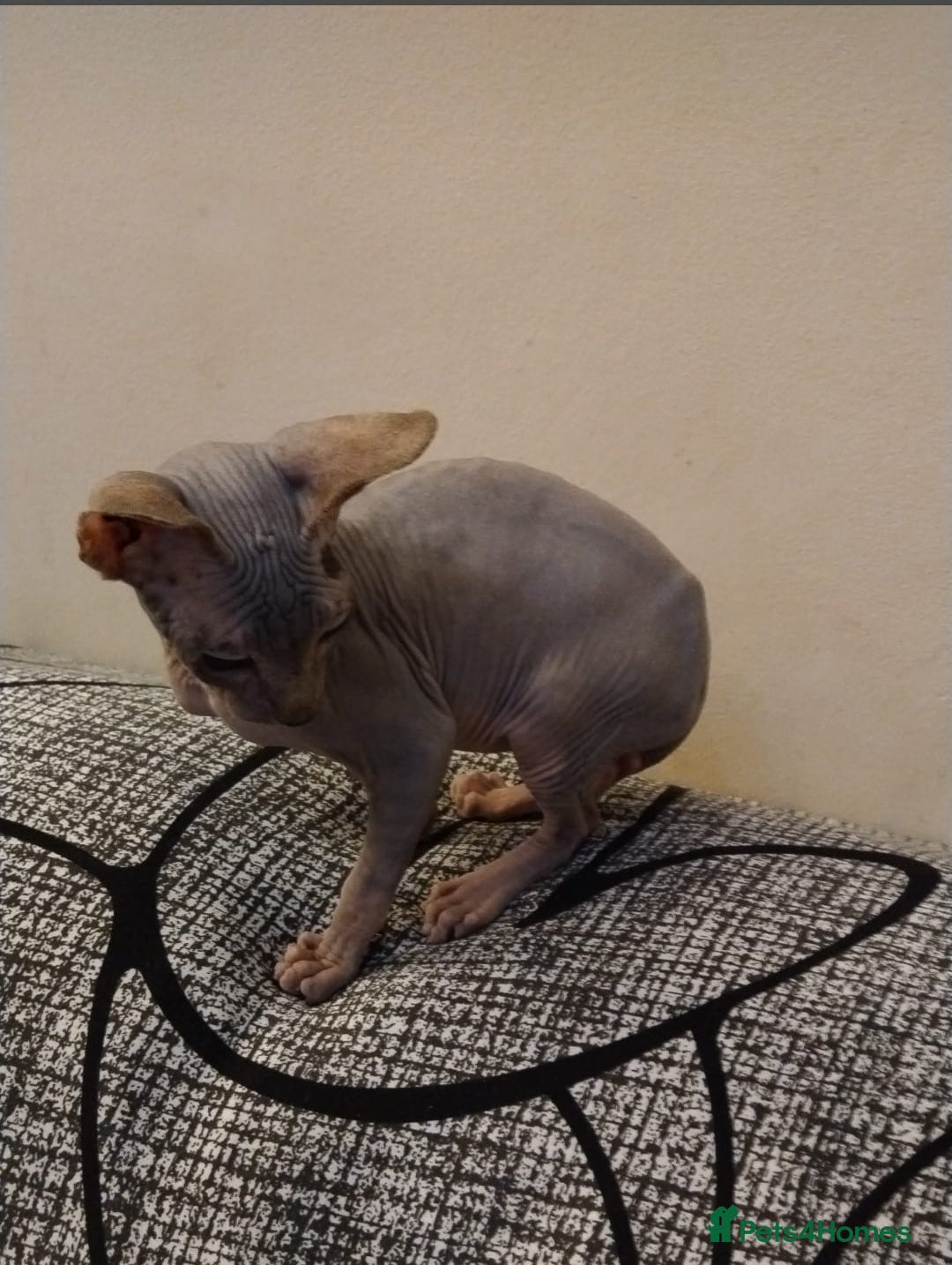 Sphynx cats for sale: Beautiful blue tabby girl - Advert 8