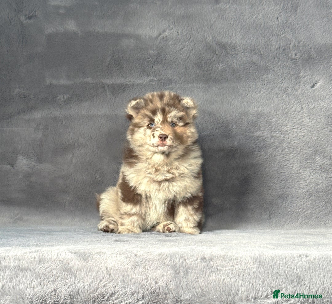 Siberian Husky dogs for sale: Stunning exotic colour chowsky puppies for sale - Image 16