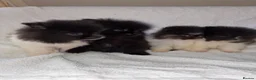 Pomeranian dogs for sale: Pomeranian puppy’s  - Advert 9