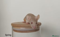 Mouse rodents for sale: 🐭 Female Mice Available for Adoption 🐭 - Image 2