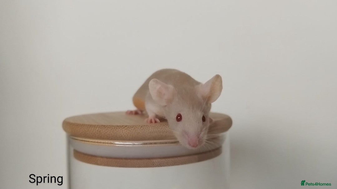 Mouse rodents for sale: 🐭 Female Mice Available for Adoption 🐭 - Image 2
