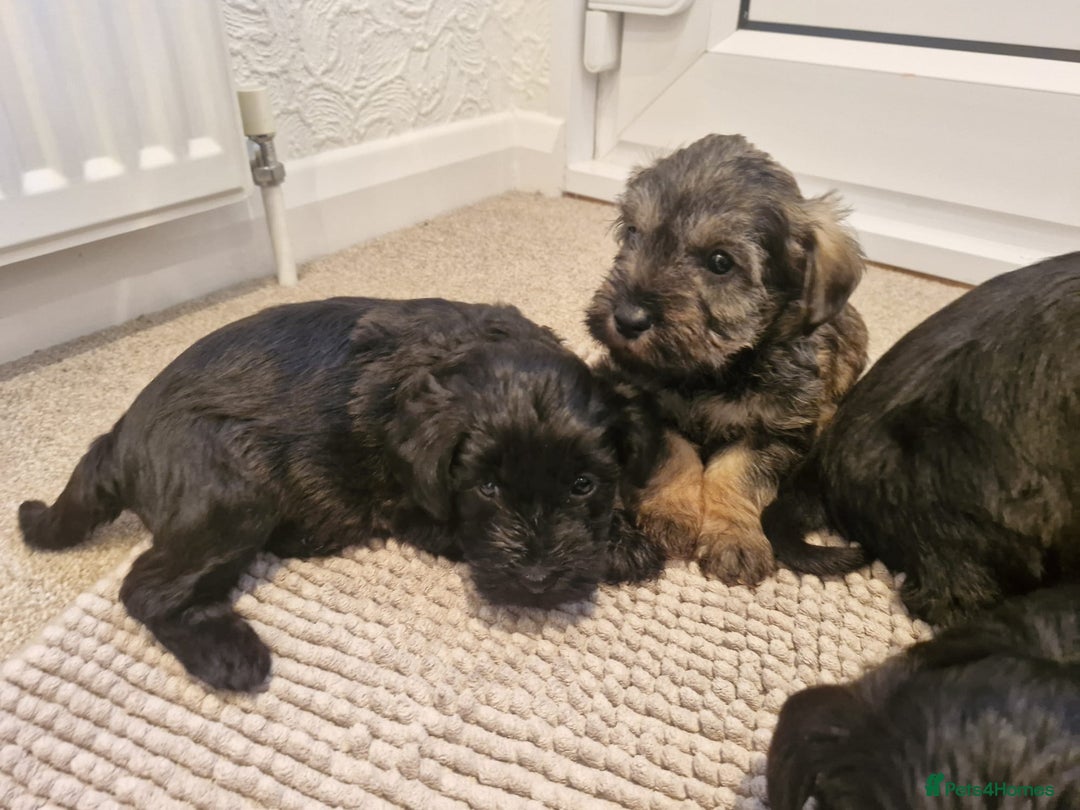Mixed Breed dogs for sale: F1 schnoodles babies  - Advert 9