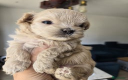 Maltipoo dogs for sale: 🐾 🐾3 Beautiful Maltipoo Girls Available! 🐾 - Image 1