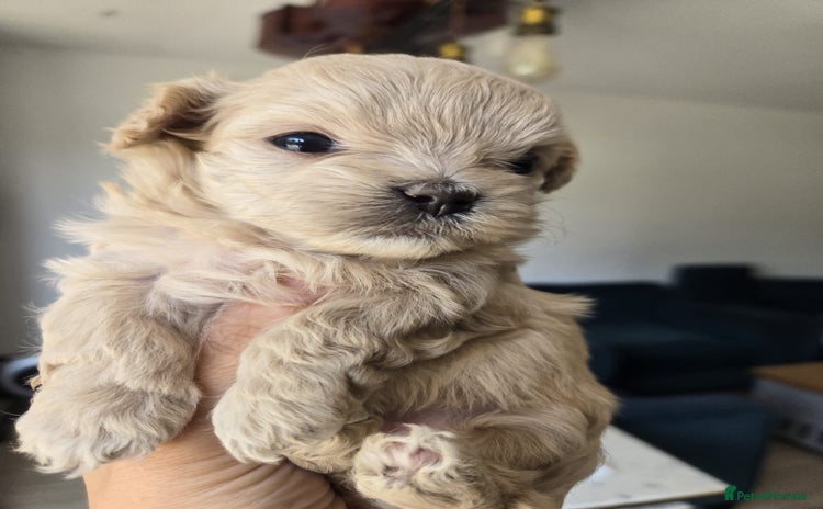 Maltipoo dogs - Advert 4