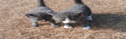 Mixed Breed cats for sale: 6 adorable tortoise shell kittens - Advert 4