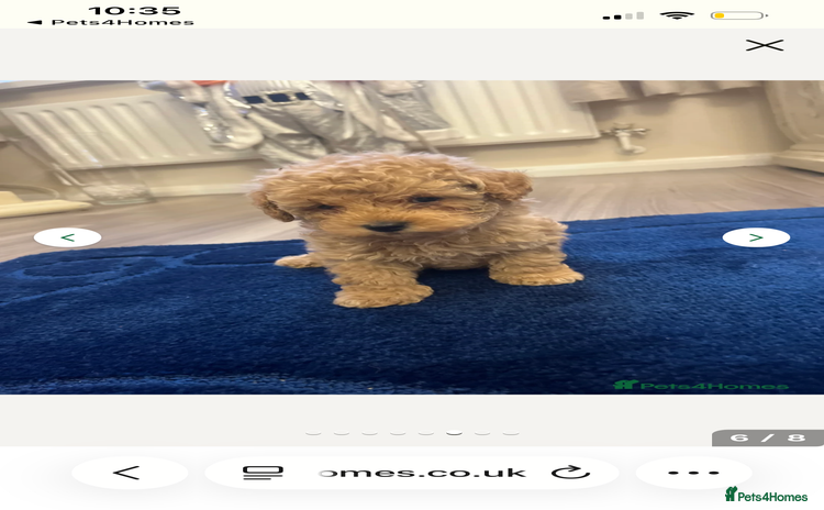 Miniature Poodle dogs - Advert 12