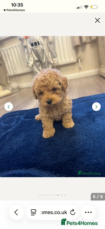 Miniature Poodle dogs - Advert 12
