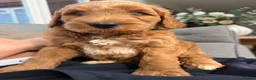 Goldendoodle dogs for sale: Australian Labradoodles - GIRLS Red / White Tux - Advert 29