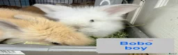 Lionhead rabbits for sale: Double Maned Lionheads Babies - Advert 14