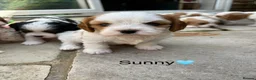 Cavapoochon dogs for sale: Beautiful Cavapoochon puppies - Advert 6