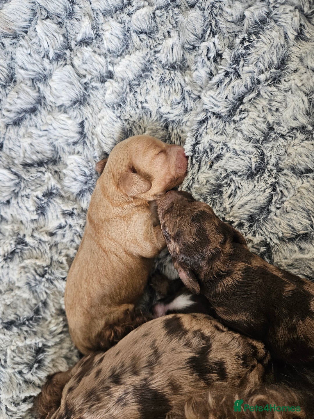 Cockapoo dogs for sale: Cockerpoo puppies - Image 3