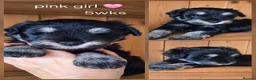 Miniature Schnauzer dogs for sale: Stunning black and silver Miniature Schnauzer Pups - Advert 14