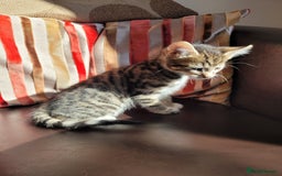 Domestic Shorthair cats for sale: Lovely tabby boy  - Image 7