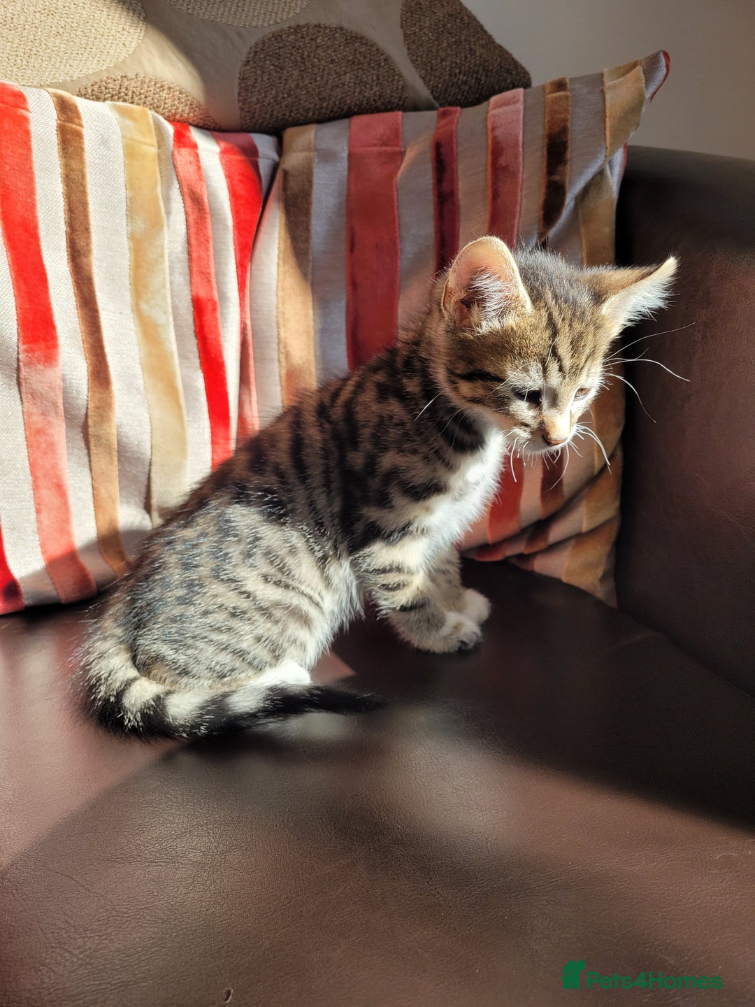Domestic Shorthair cats for sale: Lovely tabby boy  - Image 7