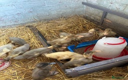 Ducks poultry for sale: Indian Runner Ducklings - PLEASE READ DESCRIPTION - Image 3