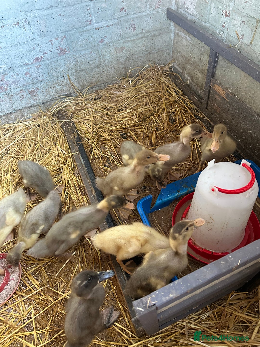 Ducks poultry for sale: Indian Runner Ducklings - PLEASE READ DESCRIPTION - Image 3