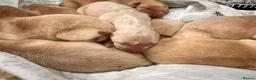 Labrador Retriever dogs for sale: Yellow & Fox Red Labrador Puppies - Advert 14