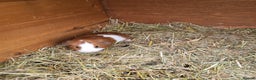 Guinea Pig rodents for sale: Baby Guniea Pigs For Sale - Advert 1