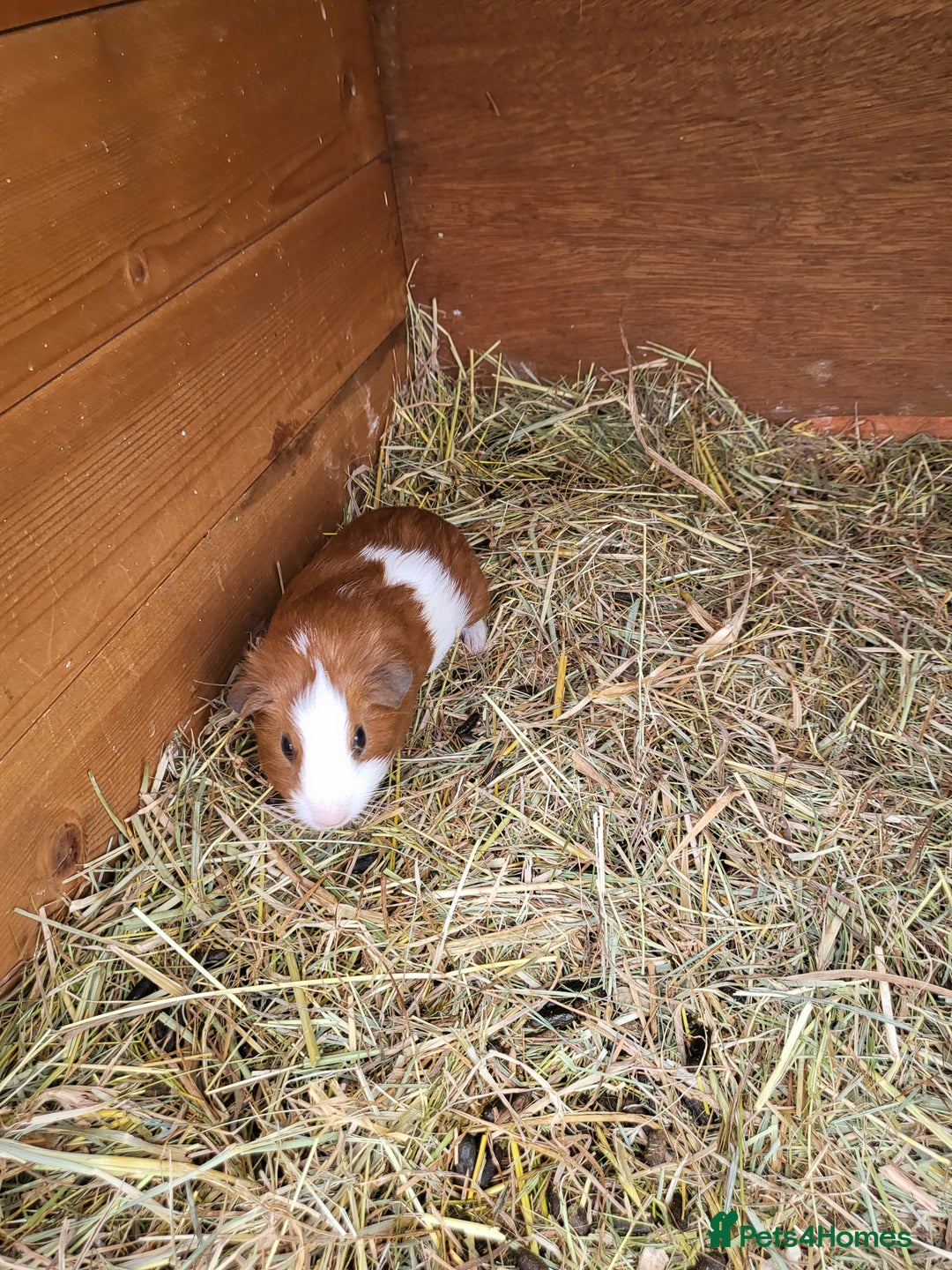 Guinea Pig rodents for sale: Baby Guniea Pigs For Sale - Advert 1