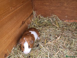 Guinea Pig rodents Baby Guniea Pigs For Sale - Advert 1