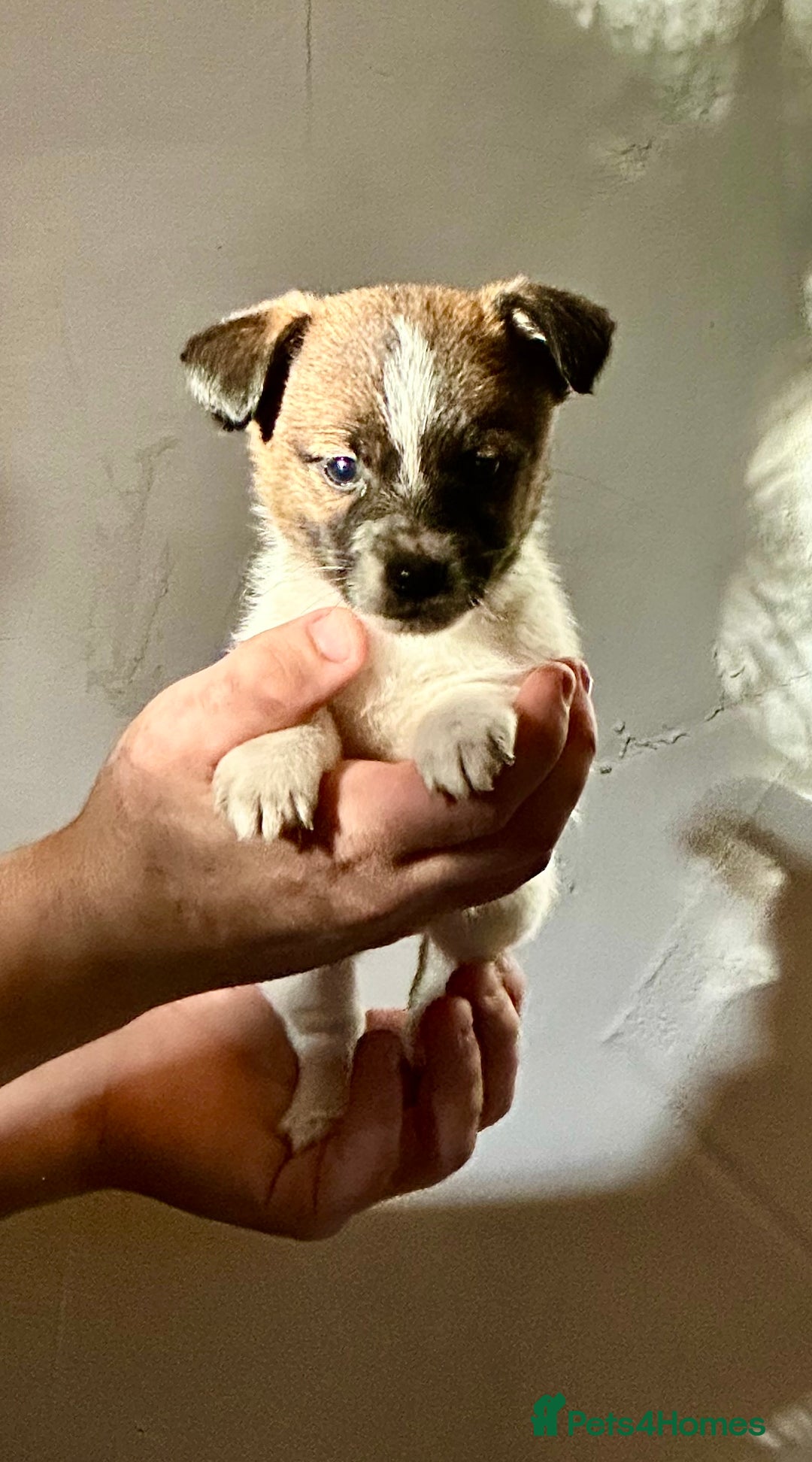 Jack Russell dogs for sale: Superb KC Reg’d Jack Russell Terrier DNA CLEAR - Advert 23