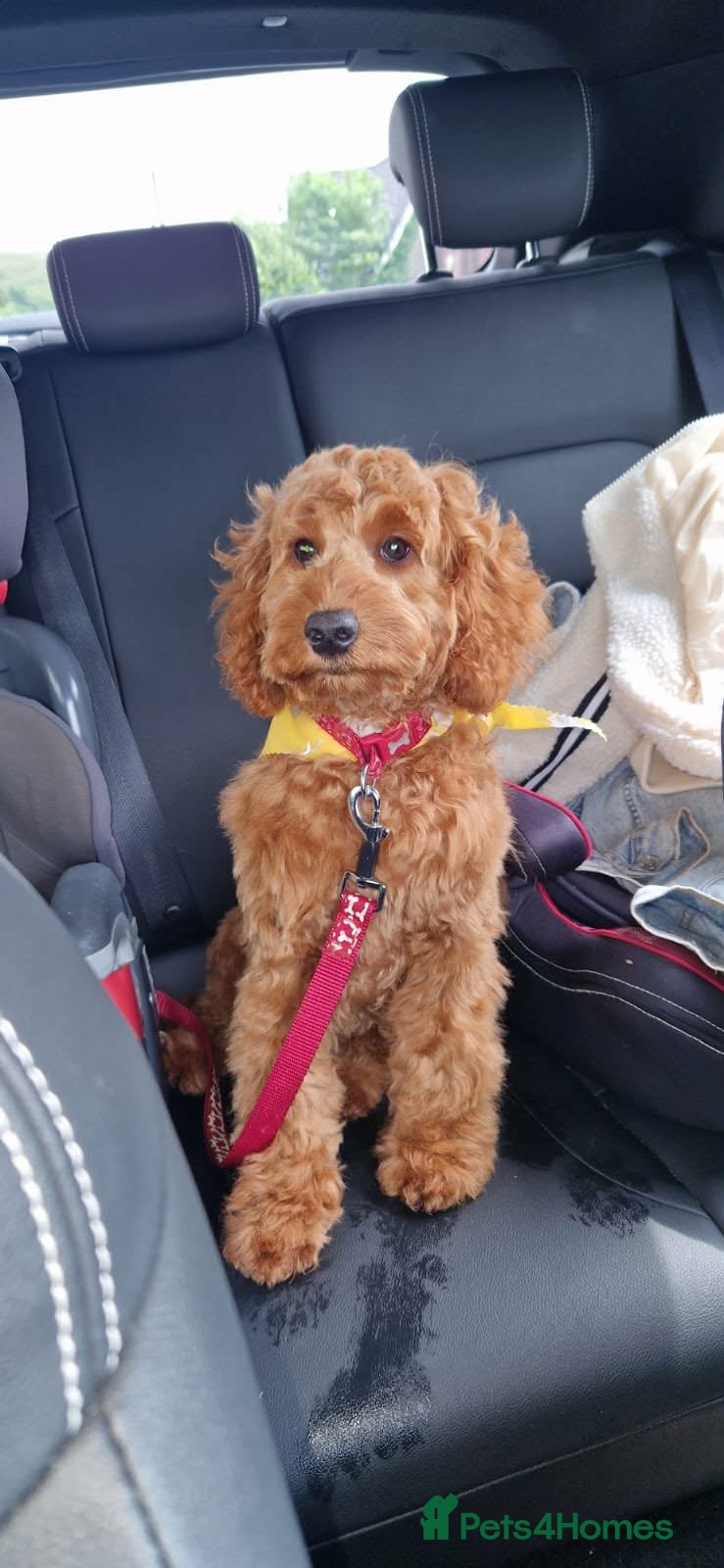 Cockapoo dogs Cockapoo  - Advert 1