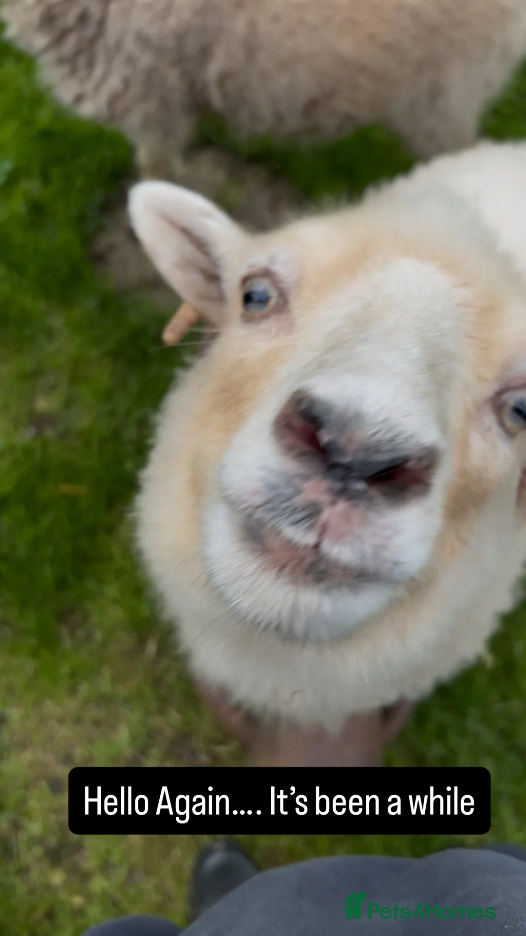 Sheep livestock for sale: Unregistered ouessant ewe in Ramsgate - Advert 2