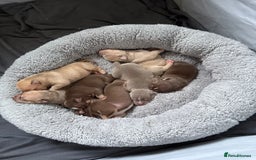 Mixed Breed dogs for sale: Stunning English bulldog mix pocket bully  - Image 9