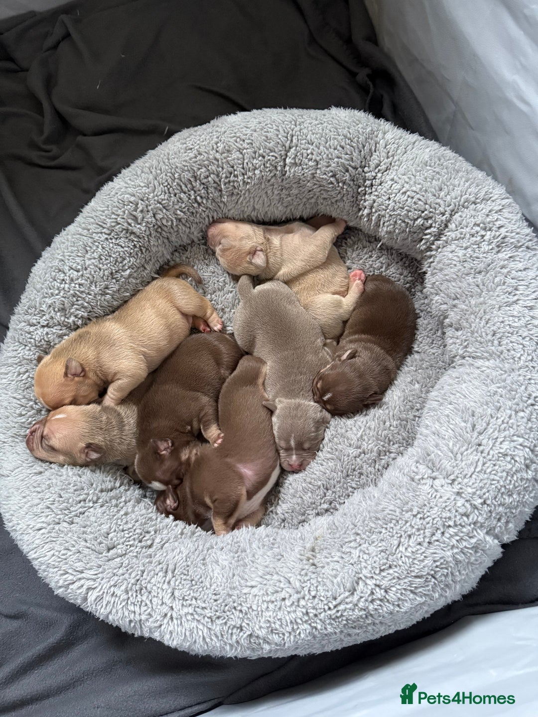 Mixed Breed dogs for sale: Stunning English bulldog mix pocket bully  - Image 9