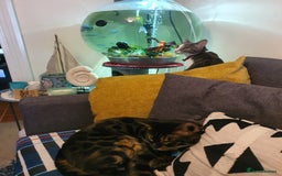 British Shorthair cats for sale: Bluebell is looking for a forever home - Image 5