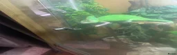 Chameleon reptiles for sale: Female yellow veil with set up - Advert 2