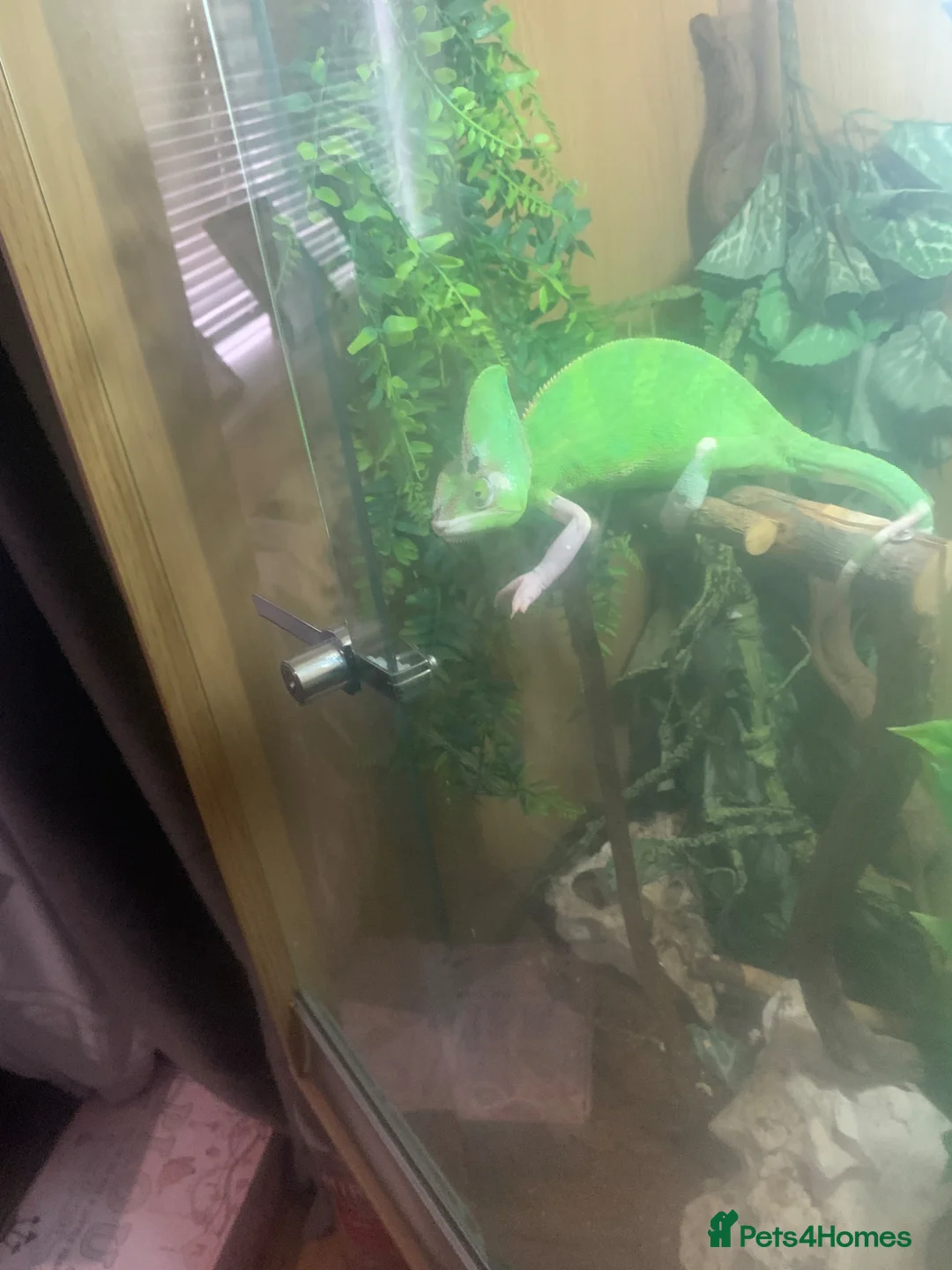Chameleon reptiles for sale: Female yellow veil with set up - Advert 2