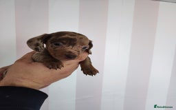 Dachshund dogs for sale: Adorable miniature dachshunds - Image 3