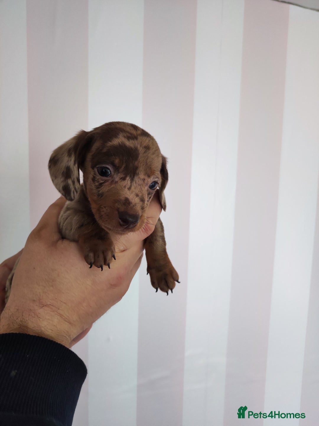 Dachshund dogs for sale: Adorable miniature dachshunds - Image 3