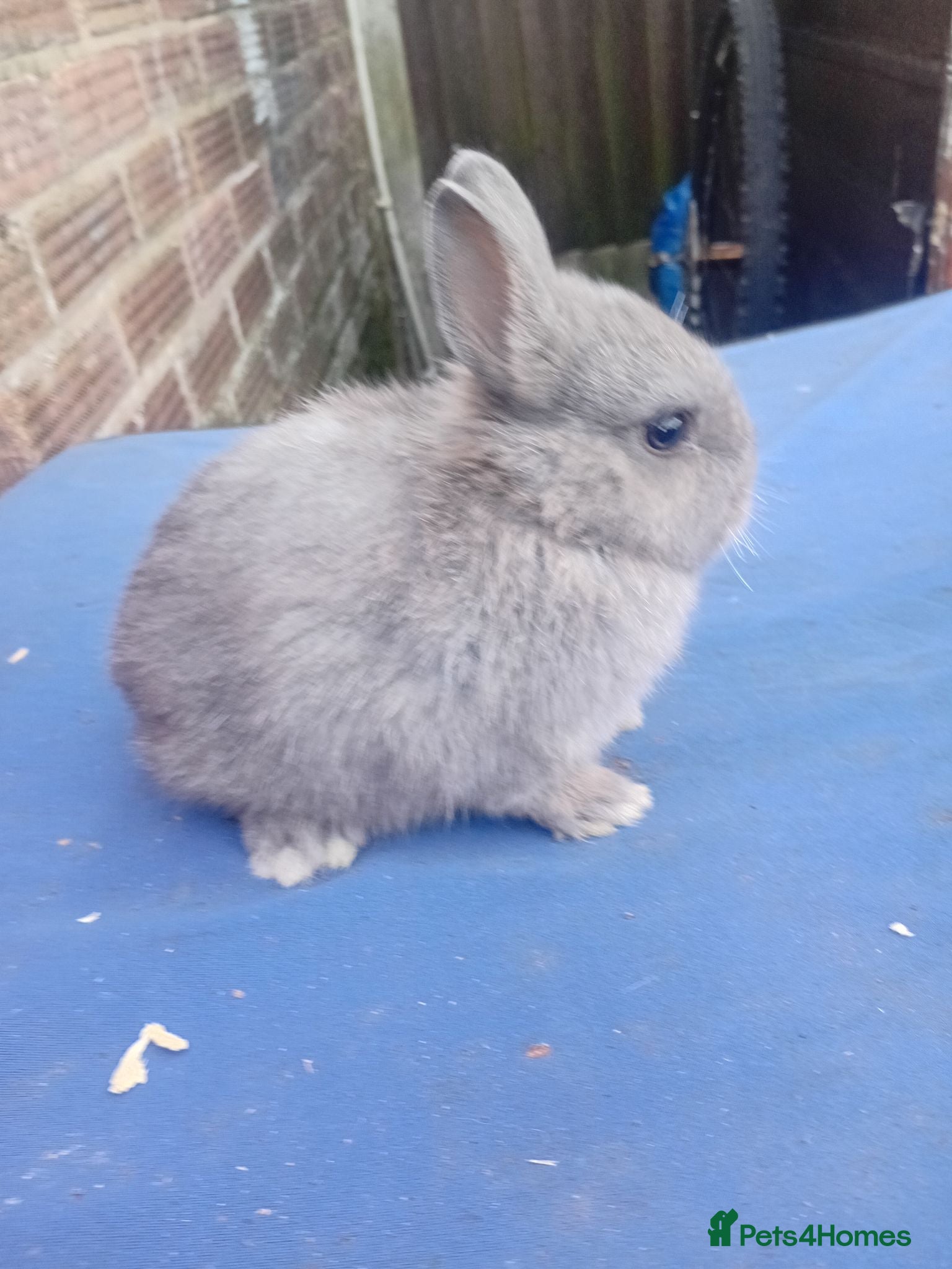 Netherland Dwarf rabbits Netherlands dwarf babys  - Advert 2
