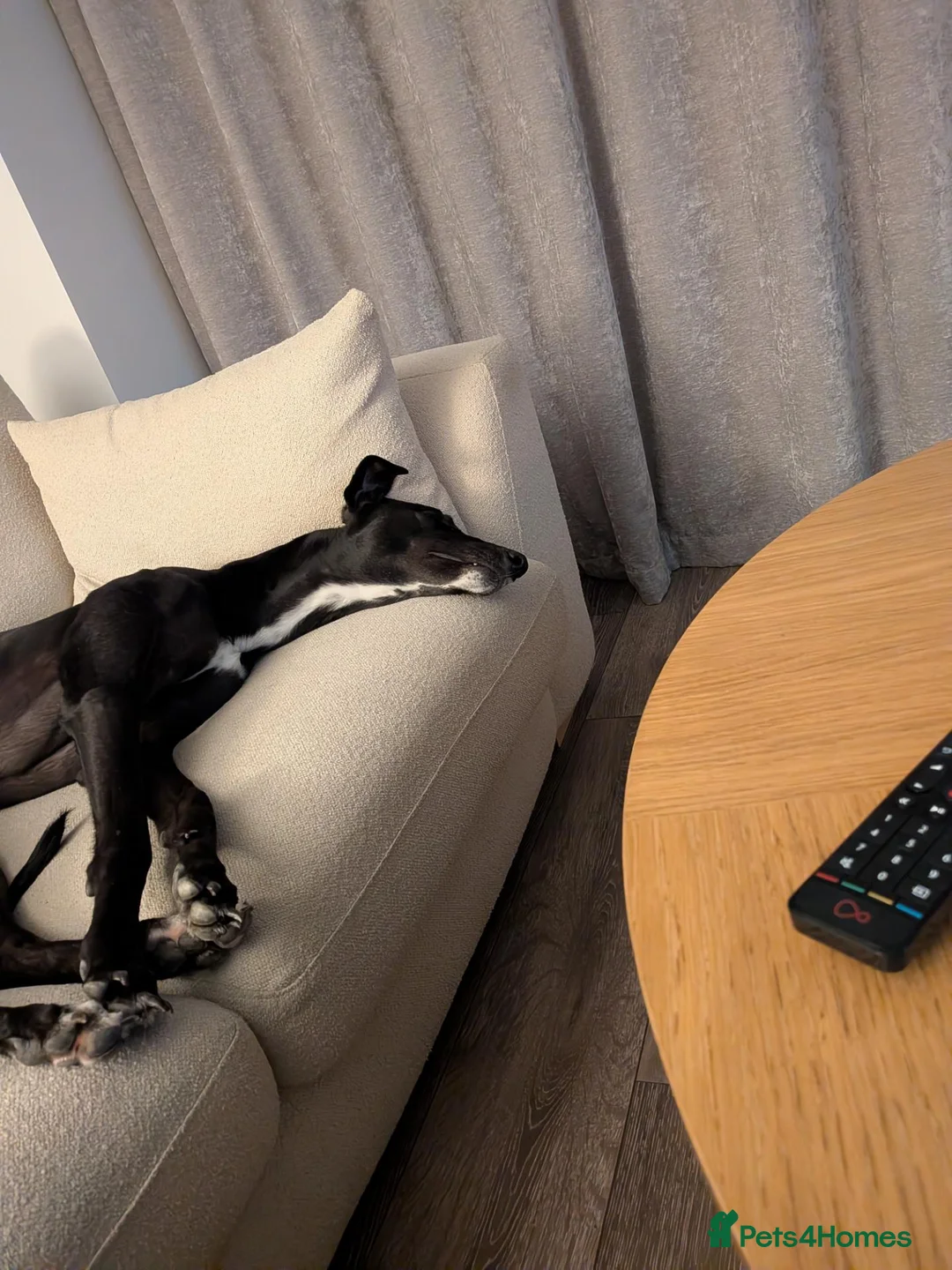 Greyhound dogs for sale: Greyhound Indy for sale - Read Description  in Wokingham - Advert 2