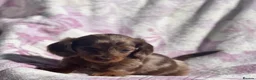 Miniature Dachshund dogs for sale: Miniature long haired dachshund  in Leeds - Advert 6