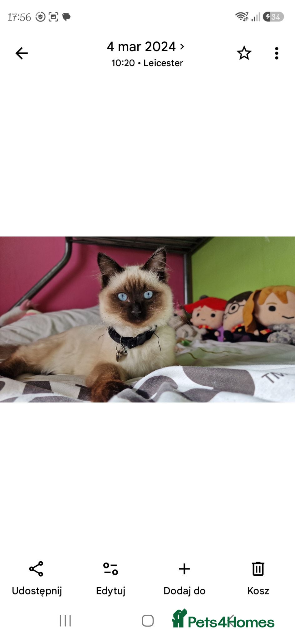Ragdoll cats Beautiful Ragdoll Kittens Ready From 11th August - Advert 1