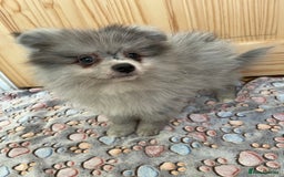 Pomeranian dogs for sale: Two puppies left Ready to Leave  - Image 15