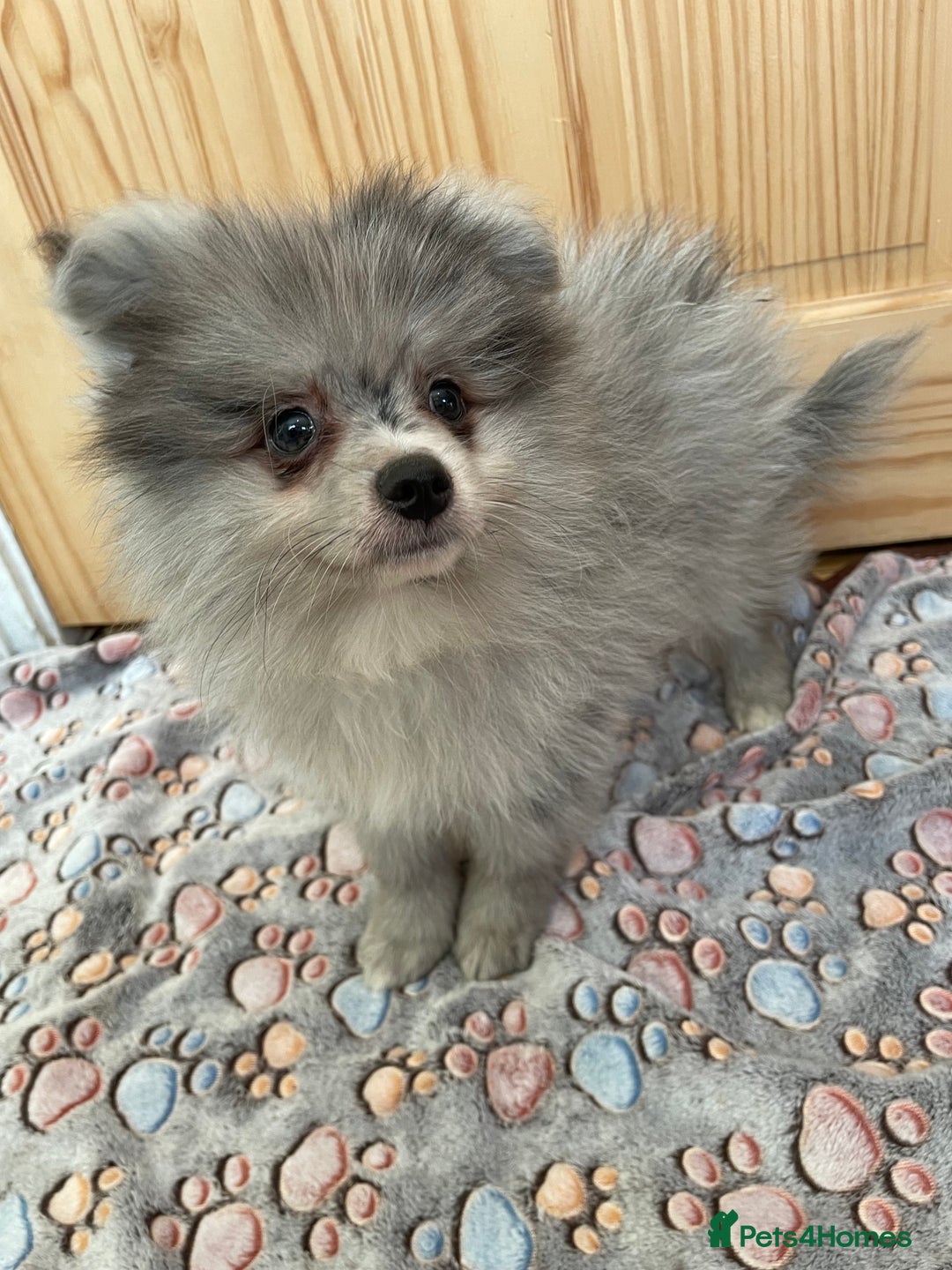 Pomeranian dogs for sale: Two puppies left Ready to Leave  - Image 15