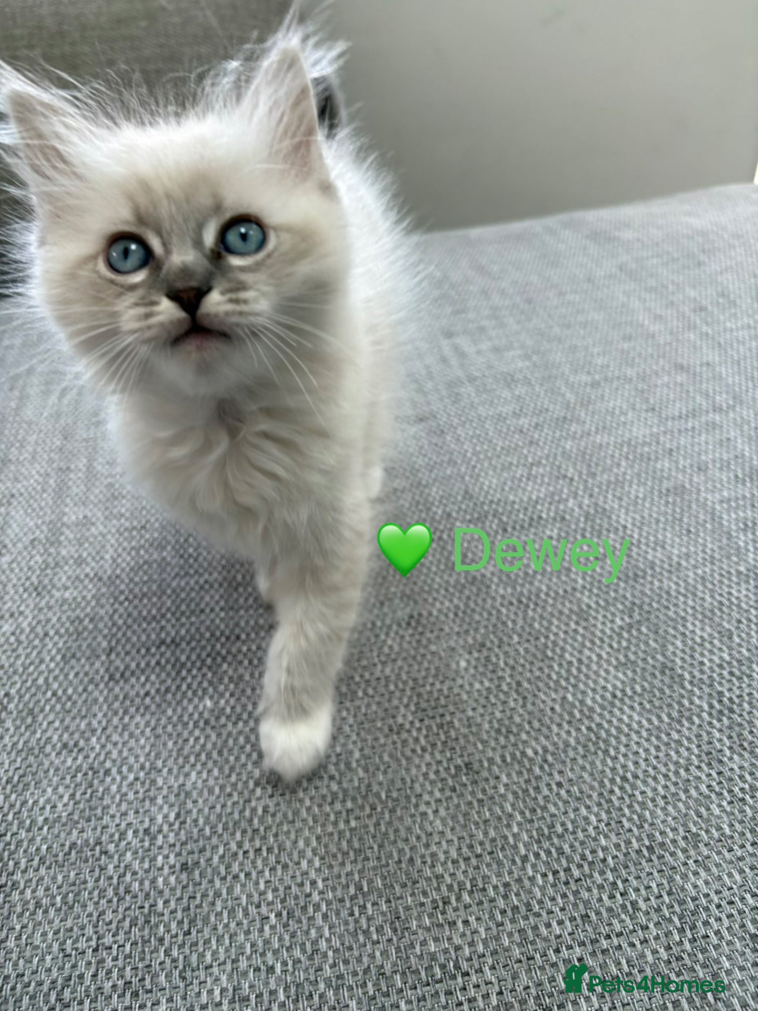 Ragdoll cats GCCF Registered - blue Ragdoll’s  - Advert 17