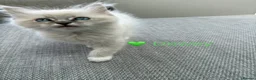 Ragdoll cats for sale: GCCF Registered - 1 Blue Tabby Remaining  - Advert 13