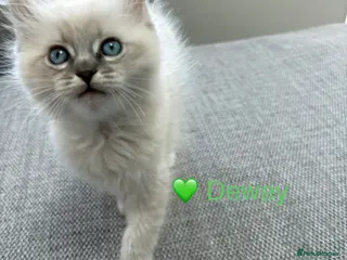 Ragdoll cats GCCF Registered - 1 Blue Tabby Remaining - Advert 14