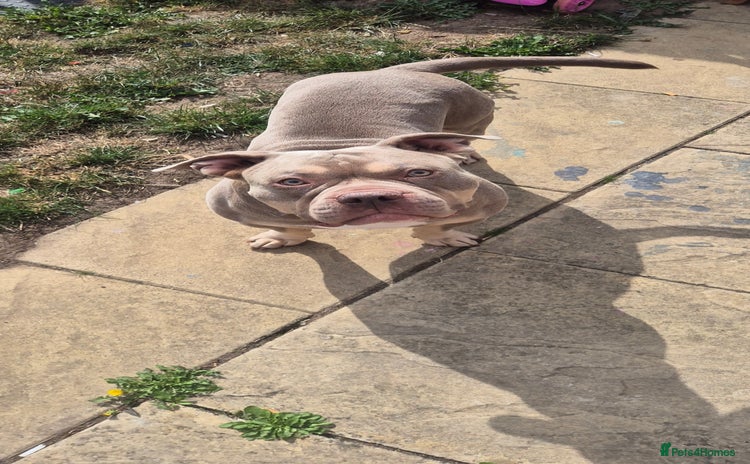 American Bully dogs - Advert 1