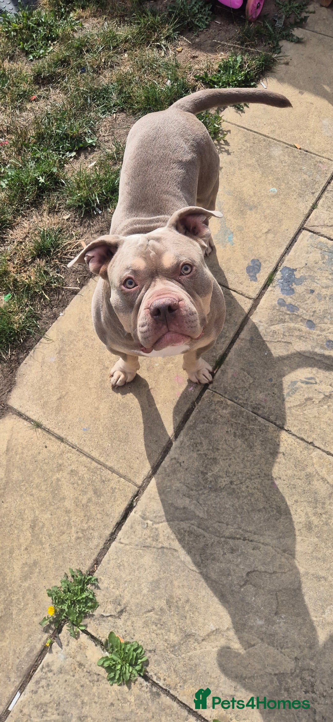American Bully dogs for stud: American bully for stud  - Image 1